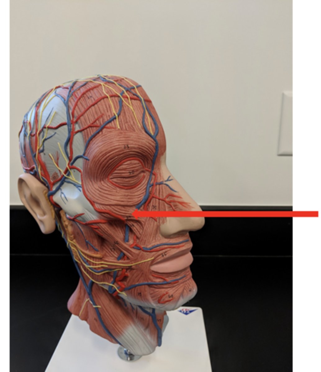 <p>what is this?</p>