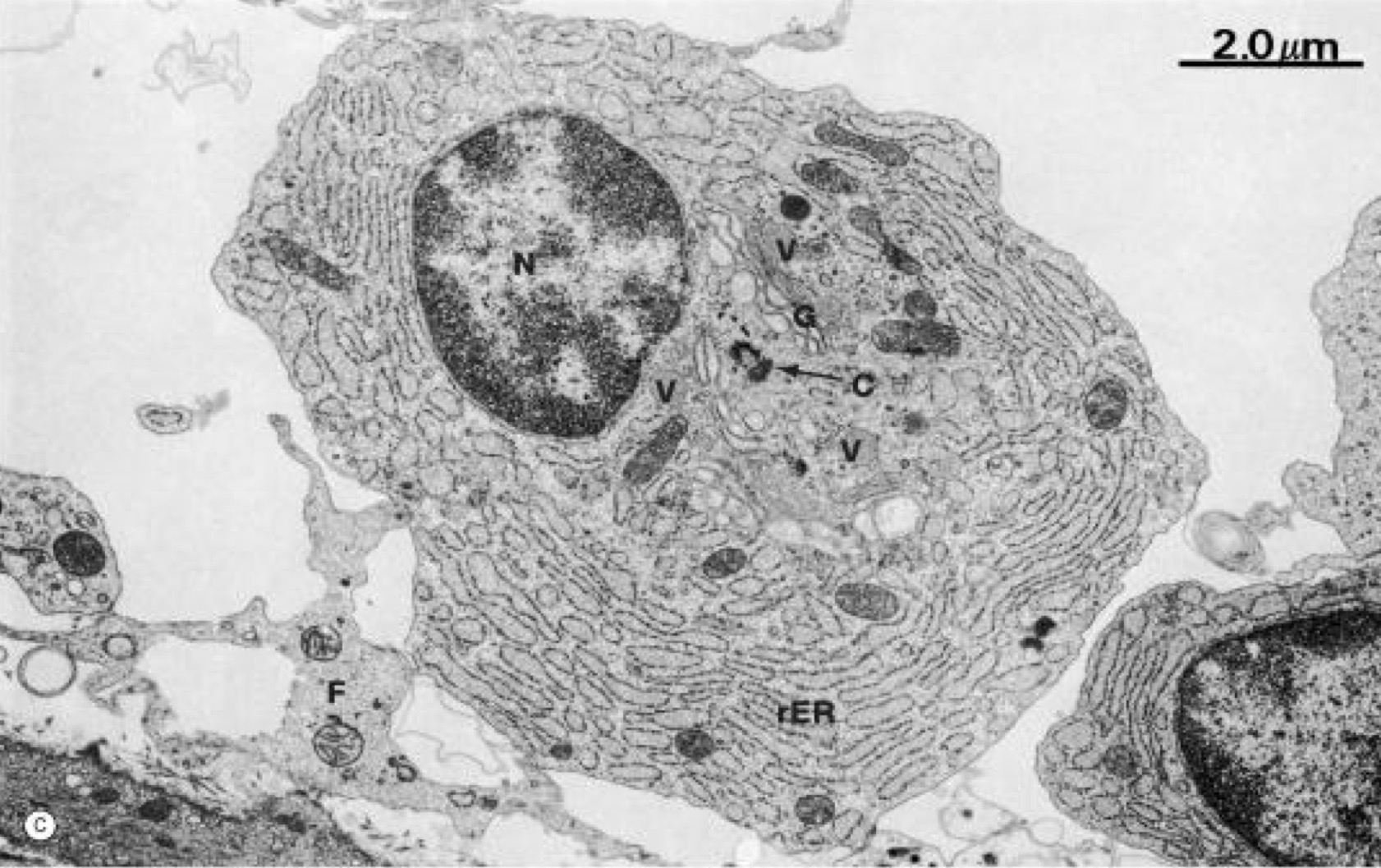 <p>A- identify</p><p>B- Histological features</p><p>C- Function</p>