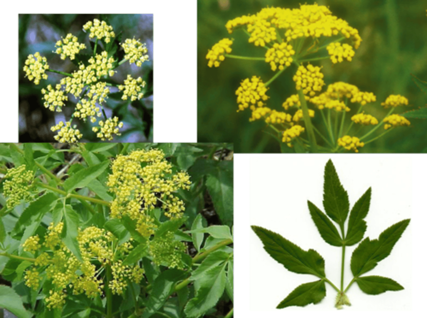 <p>Golden Alexanders</p>