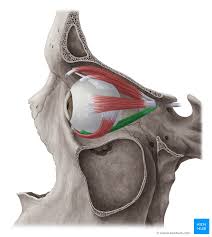 <p>What does the inferior rectus do?</p>