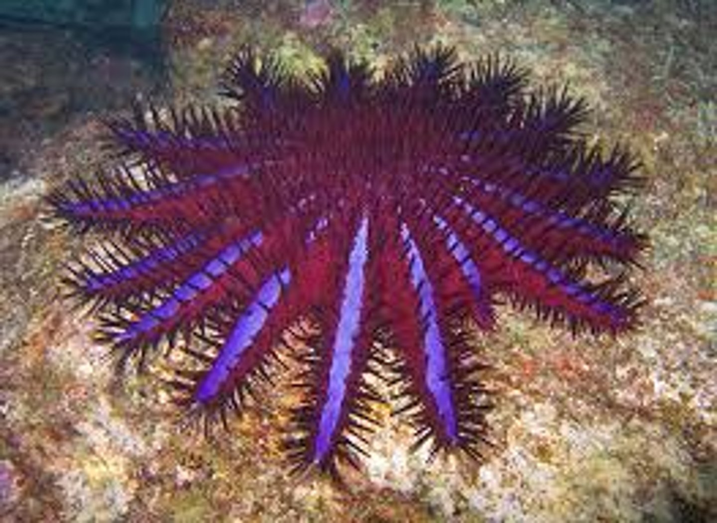 <p>active predator feed on coral polyps<br>responsible for extensive damage to coral reefs<br>contain toxins in spines<br>can play an important role in guaranteeing community succession in coral reefs, by not allowing dominant coral species to completely outcompete other coral species</p>
