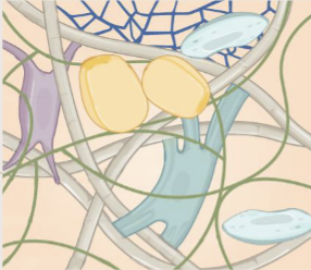 <p>Connective tissue</p>