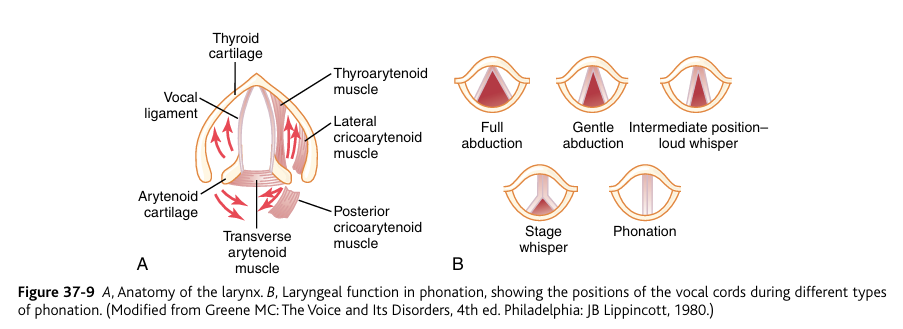<p><strong>Phonation </strong>is the <strong>process of producing</strong> <strong>sound</strong> through the<strong> vibration of the vocal cords in the larynx</strong>,<u> driven by air pressure from the lungs</u></p><p>The <strong>larynx</strong>, shown in Figure 37-9A, is especially <strong>adapted to act as a vibrator</strong>. The <strong>vocal cords</strong> are the <strong>vibrating element</strong>. The vocal cords protrude from the lateral walls of the larynx toward the center of the glottis; they are stretched and positioned by several specific muscles of the larynx itself.</p><p>Figure 37-9B shows the vocal cords as they are seen when looking into the glottis with a laryngoscope. <strong>During normal breathing</strong>, the <strong>cords are wide open to allow easy passage of air. </strong></p><p>During <strong>phonation</strong>, the<strong> cords move togethe</strong>r so that <strong>passage of air between them will cause vibration.</strong> </p><p>The pitch of the vibration is determined mainly by the degree of stretch of the cords, but also by how tightly the cords are approximated to one another and by the mass of their edges.</p><p>Figure 37-9A shows a dissected view of the vocal folds after removal of the mucous epithelial lining. Immediately inside each cord is a strong elastic ligament called the vocal ligament. This is attached anteriorly to the large thyroid cartilage, which is the cartilage that projects forward from the anterior sur face of the neck and is called the “Adam’s apple.” Posteriorly, the vocal ligament is attached to the vocal processes of two arytenoid cartilages. The thyroid cartilage and the arytenoid cartilages articulate from below with another cartilage not shown in Figure 37-9, the cricoid cartilage.</p><p>The vocal cords can be stretched by either forward rotation of the thyroid cartilage or posterior rotation of the arytenoid cartilages, activated by muscles stretching from the thyroid cartilage and arytenoid cartilages to the cricoid cartilage. Muscles located within the vocal cords lateral to the vocal ligaments, the thyroarytenoid muscles, can pull the arytenoid cartilages toward the thyroid cartilage and, therefore, loosen the vocal cords. Also, slips of these muscles within the vocal cords can change the shapes and masses of the vocal cord edges, sharpening them to emit high-pitched sounds and blunting them for the more bass sounds.</p><p>Several other sets of small laryngeal muscles lie between the arytenoid cartilages and the cricoid cartilage and can rotate these cartilages inward or outward or pull their bases together or apart to give the various configurations of the vocal cords shown in Figure 37-9B.</p>