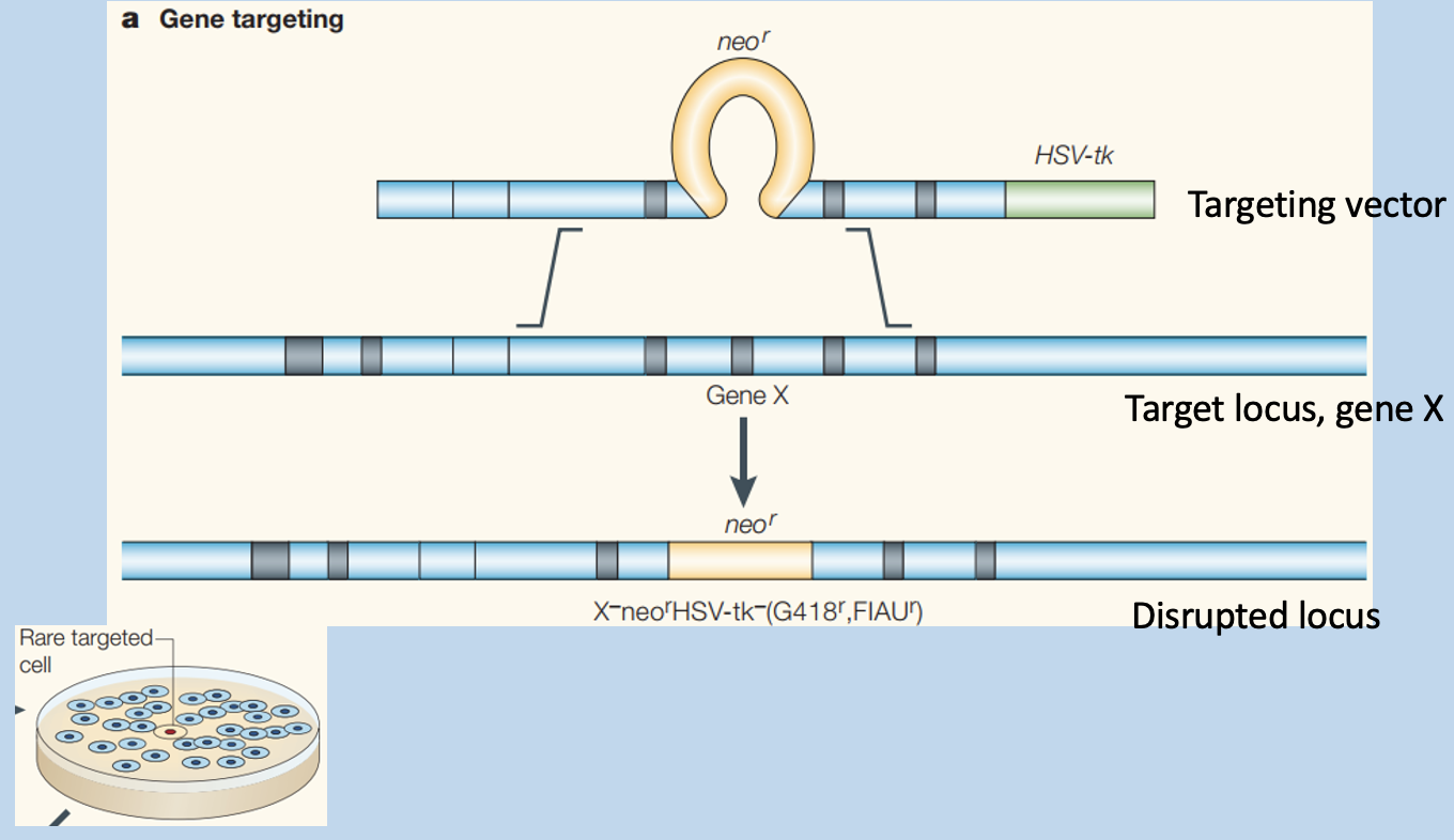 <p>Results in outside genes getting lost</p><ul><li><p>Targeting vector is inserted into target locus, disrupting the locus</p></li></ul><p></p>