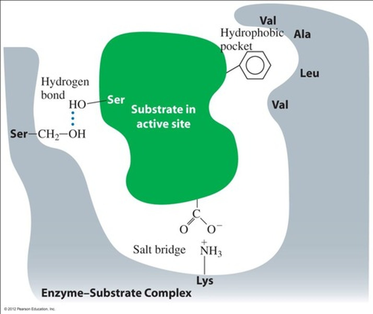 <p>The substrate binds to the active site, forming an enzyme-substrate complex, leading to product release.</p>