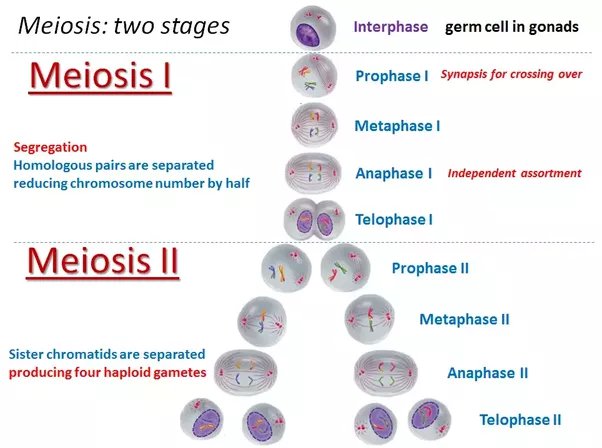 <p>A type of cell division that occurs in sexually reproducing organisms in which DNA is replicated once but two cycles of cell division occur. Meiosis also includes genetic recombination between homologous chromosomes generating genetic diversity. Meiosis produced genetically different haploid gametes.</p>