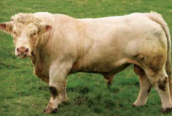 <p>Size and muscle</p>