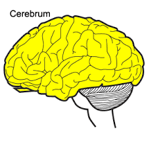 <p>-L: all brain parts except for brainstem and cerebellum (85% of the brain)</p><p>-F: all brain processes except for basic survival functions</p><ul><li><p>the internal layer of the cerebrum is made up of the axons of neurons and glial cells</p></li><li><p>white matter</p></li></ul>