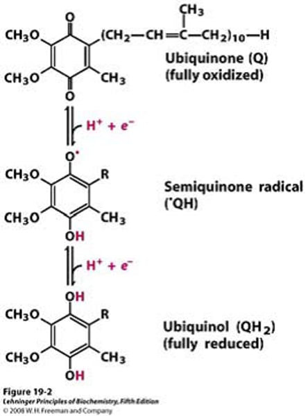 <p>Q + 2e- + 2H+ ⇌ QH2</p>