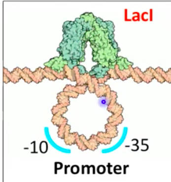 <ul><li><p><strong>Protein that prevents gene expression</strong> by binding the operator</p></li><li><p>Blocks <strong>RNA polymerase</strong> from initiating transcription</p></li><li><p><strong>Bends DNA</strong> to prevent RNA polymerase access to lac promoter</p></li></ul><p></p>