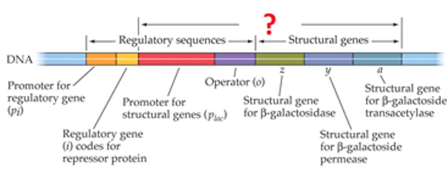 <p>clusters of genes with 1 promoter transcribed as 1 mRNA in prokaryotes; on-off switch for genes</p>