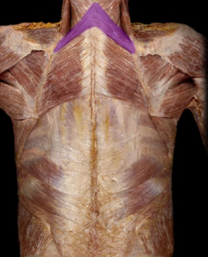 <p>smaller and inferior; run between vertebrae and scapula; deep to trapezius</p>