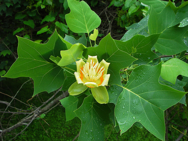 <p>Big tree, u shaped leaf at top</p>