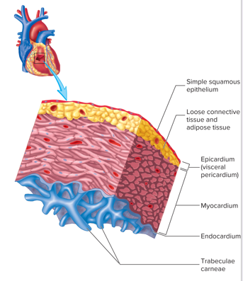 <ol><li><p><strong>Epicardium</strong>- consists of the visceral pericardium, serous membrane, and <strong>simple squamous epithelium</strong>. It is the smooth outer surface of the heart.</p></li><li><p><strong>Myocardium</strong>- Middle layer composed of cardiac muscle cells and is responsible for heart contraction.</p></li><li><p><strong>Endocardium</strong>- smoother inner surface of the heart chambers. also consists of <strong>simple squamous epithelium.</strong></p></li></ol><p></p>