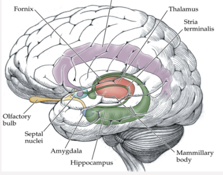 <p>What area of the brain is shown in this image; what does it do?</p>
