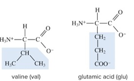 Observe the structures of the 2 amino acids shown below. What makes one amino acid different from another amino acid? 