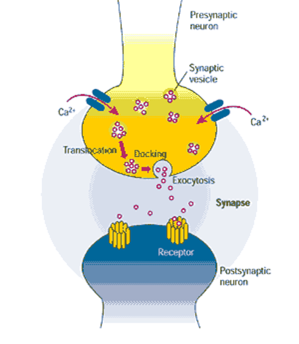 <p>The Post-Synaptic Neuron has receptors for this Neurotransmitter, so it has a way to affect the cell! These receptors are not on the Pre-Synaptic Bouton of the axon, but would be found on that neuron's own dendrites.</p>