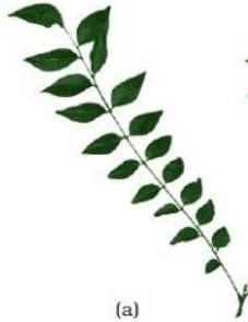  the leaflets occur in a linear sequence lined up along both sides of a central axis, called the rachis