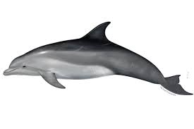 <p>Bottlenose dolphin</p>