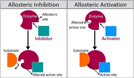 <p>stimulates an <strong>increase of enzyme activit</strong>y. occurs when The Binding of a regulatory molecule called an<strong> activator stabilizes with the accurate conformation of the enzyme. It's like there's this switch that can push the enzyme into overdrive—zooming super fast .</strong></p>