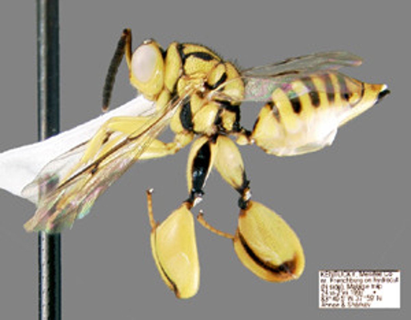 <p>Small parasitoid wasps</p>