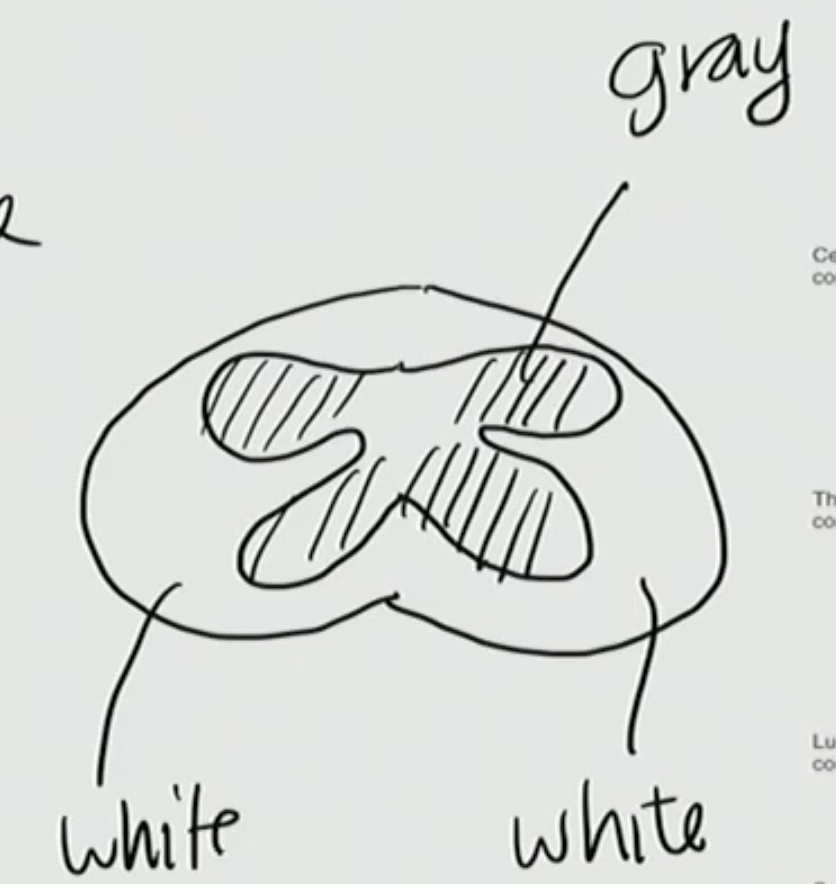<p>White &amp; Gray</p>