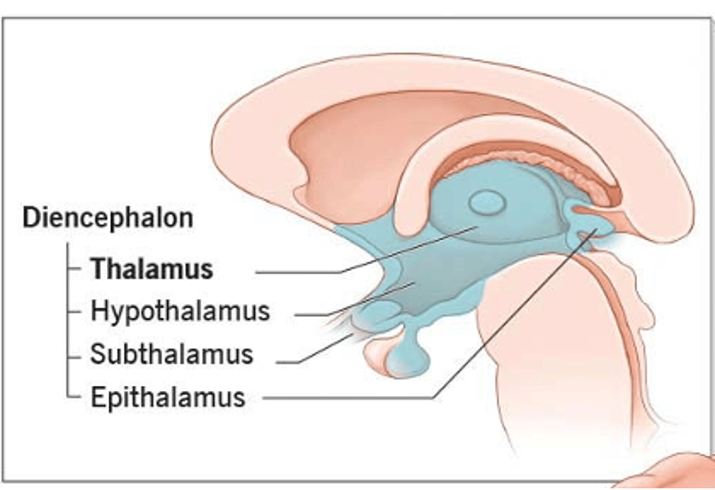 <p>thalamus</p><p><strong>olfactory&nbsp;</strong>is the only tract to bypass the thalamus and go directly to the cortex</p>