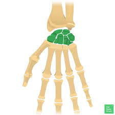 <p>Eight small, irregularly shaped bones of the wrist, arranged in two rows. They provide flexibility and movement to the hand.</p>