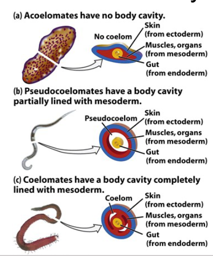 <p>Coelom-body cavity</p><ul><li><p><strong>Acoelomate:</strong> No body cavity (flatworms).</p></li><li><p><strong>Pseudocoelomate:</strong> Cavity not fully lined with mesoderm (nematodes).</p></li><li><p><strong>Coelomate:</strong> True coelom fully lined by mesoderm (earthworms, humans).</p></li></ul><p></p>