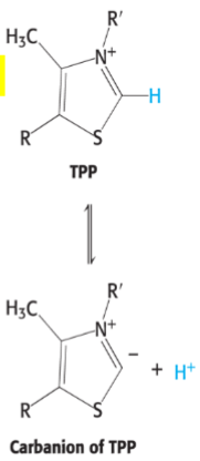 <p>What coenzyme takes part in the decarboxylation step of acetyl coenzyme A synthesis?</p>