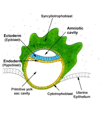 <p><mark data-color="purple">Summary of development of embryonic cavities</mark></p><p>Can you provide labels, descriptions, and an explanation of the elements within this diagram, detailing what it represents or illustrates?</p><p><mark data-color="green">Lecture Slide 18 </mark></p>