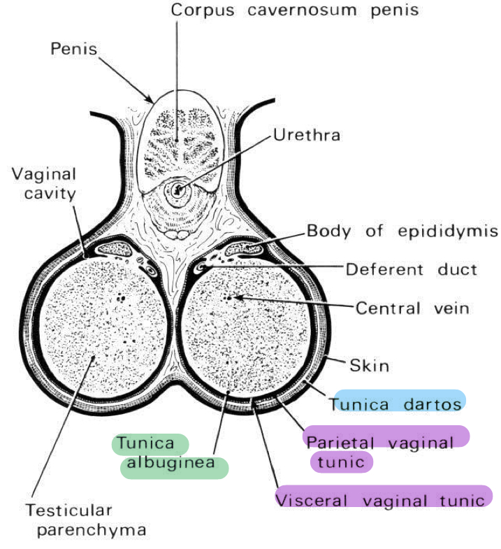 <p><strong><u>What:</u> </strong><span style="color: purple;"><strong>Peritoneal process</strong></span></p><p><strong><u>Function:</u> </strong><span style="color: purple;"><strong>Envelope</strong></span> the<strong> </strong><span style="color: purple;"><strong>testes</strong></span></p><p><strong><u>Continuation from:</u> </strong><span style="color: purple;"><strong>Invagination</strong></span> of the<strong> </strong><span style="color: purple;"><strong>abdominal lining</strong></span> through<span style="color: purple;"><strong> inguinal ring</strong></span></p><p><strong><u>Visceral part attaches to:</u> </strong><span style="color: purple;"><strong>Testes</strong></span></p><p><strong><u>Parietal part attaches to:</u> </strong><span style="color: purple;"><strong>Tunica daros</strong></span> or<strong> </strong><span style="color: purple;"><strong>scrotum</strong></span></p><p><strong><u>Cavity contains:</u> </strong><span style="color: purple;"><strong>Serous fluid </strong></span></p><p></p>
