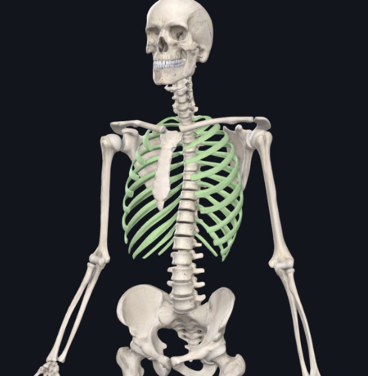 <p>identify the group of bones indicated in green</p>