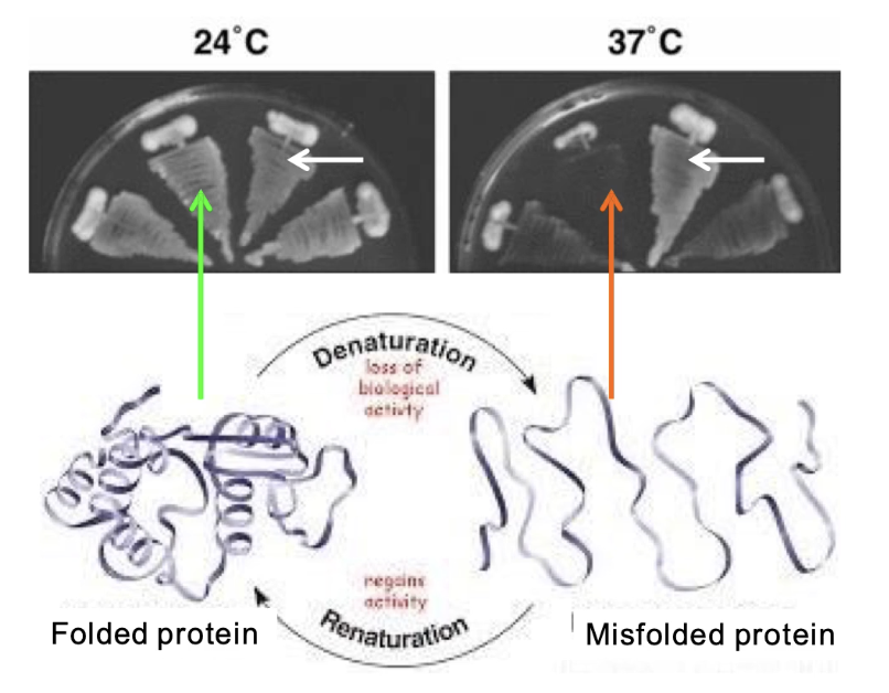 <ul><li><p>TS mutation = protein functional at <strong>low temp (24°C)</strong>, misfolds at <strong>high temp (37°C)</strong></p></li><li><p>Enables <strong>on/off control</strong> of protein function</p></li><li><p><strong>Mutant cells</strong>: <strong><mark data-color="#9cc585" style="background-color: #9cc585; color: inherit">grow at 24°C</mark></strong><mark data-color="#9cc585" style="background-color: #9cc585; color: inherit">,</mark> but <strong><mark data-color="#ea9a4b" style="background-color: #ea9a4b; color: inherit">not at 37°C</mark> </strong></p></li><li><p><strong>Wild-type cells</strong>: grow at <span style="color: #000000"><strong><mark data-color="#ffffff" style="background-color: #ffffff; color: inherit">both temperatures</mark></strong><mark data-color="#ffffff" style="background-color: #ffffff; color: inherit"> </mark></span></p></li></ul><p></p>