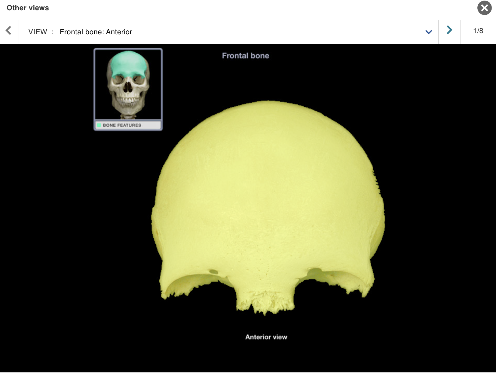 <p>Location:</p><p class="p1">• Skull (anterior superior part)</p><p class="p1">Description:</p><ul><li><p>﻿﻿Unpaired, irregular-shaped, flat bone</p></li><li><p>﻿﻿Forms forehead, roof of orbits, and most of anterior cranial fossa</p></li><li><p>﻿﻿Contains frontal air sinuses</p></li></ul><p>Comment:</p><p class="p1">• Articulates with parietal bone at coronal suture and sphenoid bone at sphenosquamosal suture</p>
