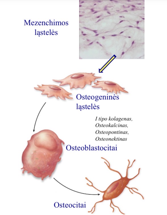 <p>Mezenchimos lasteles veikiamos veiksniams tampa→ osteogenines lasteles → osteoblastocitai, po kurio nustoja aktyviai veikti, visalaika lieka kaulines sijos pavirsiuje → nugrimzda giliau i kaulini audini tampa osteocitais</p>