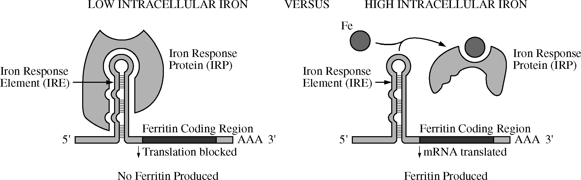 <p><br><span>After a search of nucleotide sequence databases, researchers identified an IRE in the 5¢ untranslated region of a gene encoding aconitase, an enzyme involved in the Krebs cycle. Which of the following pieces of experimental evidence best supports the claim that the synthesis of aconitase is controlled by a mechanism similar to ferritin regulation?</span></p>