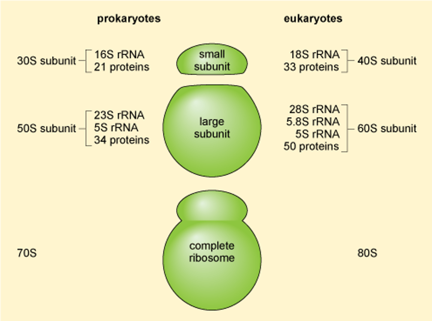 <p>70S ribosome: 50S + 30S subunits<br><br>it is a value determined experimentally based on SIZE and SHAPE of the rRNAs; THUS THEY ARE NOT ADDITIVE (e.g., the 80S eukaryotic ribosome is made up of 40S + 60S subunits)</p>