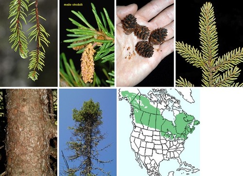 Blades: small needles, blue-green, soft in opp. direction
Reproduction: smallest spruce cones, black to brown
Bark: small, "chippy", black without red hue