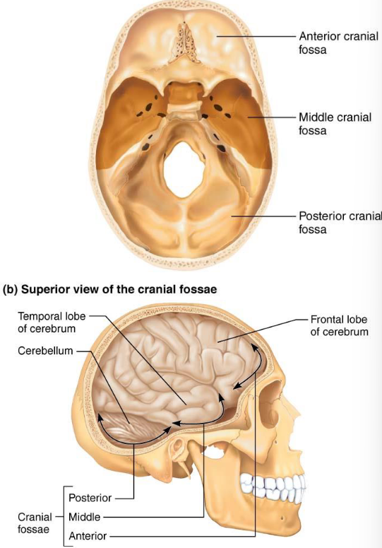 <ul><li><p>Forms superior aspect of cranial cavity</p></li></ul><p></p>