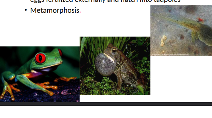 <p>class amphibians without tails, frogs and toads, live near water and metamorphosize </p>