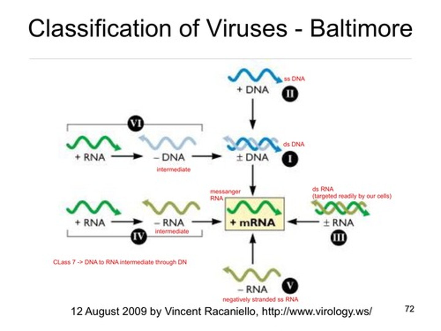 <p>How mrna is made</p>