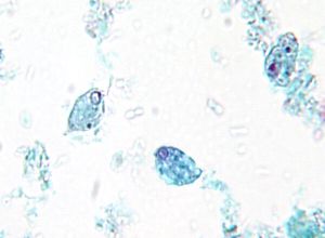 C. mesnili trophozoites