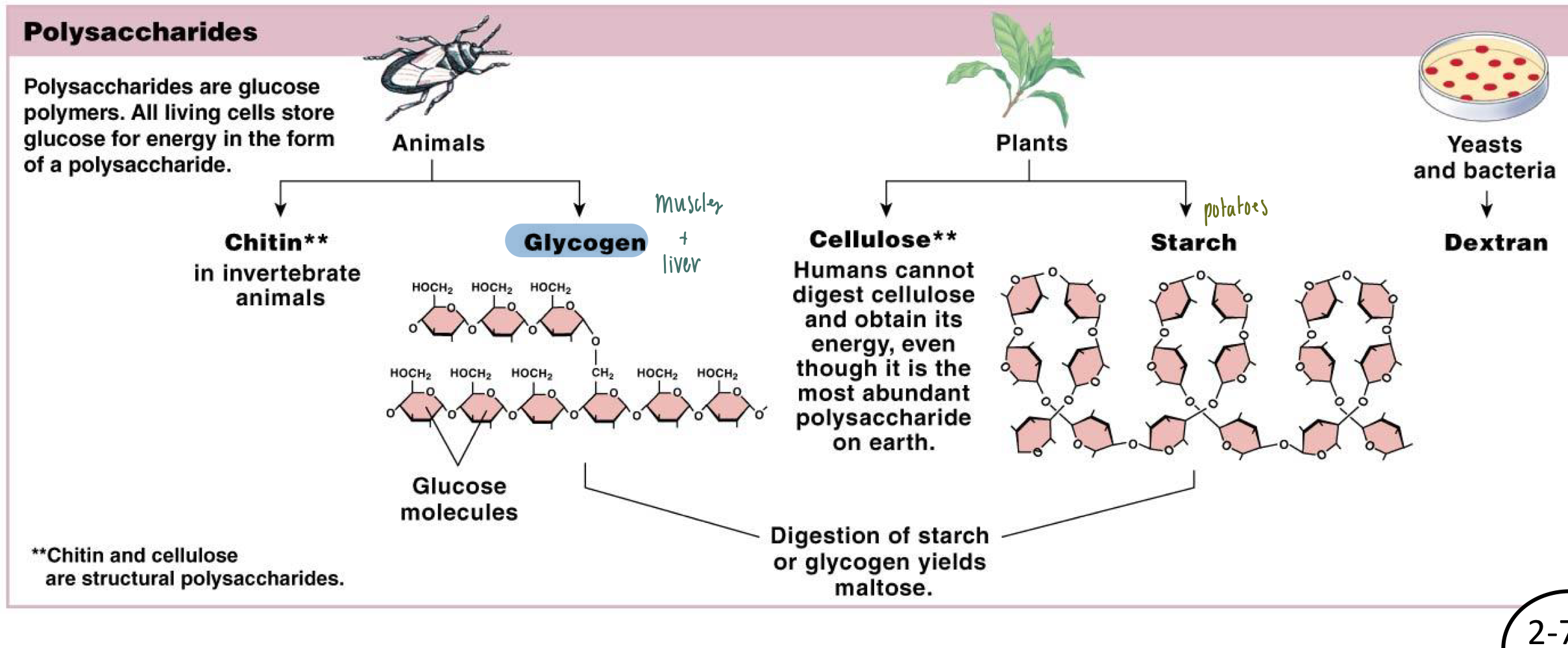 <ul><li><p><strong>Monosaccharide</strong>: simplest unit of sugar</p><ul><li><p>Fructose</p></li><li><p>Glucose</p></li><li><p>Galactose</p></li></ul></li><li><p><strong>Disaccharide</strong>: two sugar molecules bonded by covalent bonds</p><ul><li><p>Sucrose: glucose + fructose</p></li><li><p>Maltose: glucose + glucose</p></li><li><p>Lactose: galactose + glucose</p></li></ul></li><li><p><strong>Polysaccharide</strong>: multiple monosaccharides bonded together</p><ul><li><p>Chitin: in invertebrate animals</p></li><li><p>Glycogen: stored glucose molecule, found in the muscles &amp; liver</p></li><li><p>Cellulose: plant cell walls</p></li><li><p>Starch: stored energy for plants</p></li></ul></li></ul><p></p>