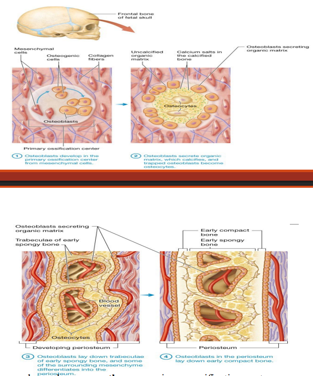 <p>Intramembranous ossification</p>