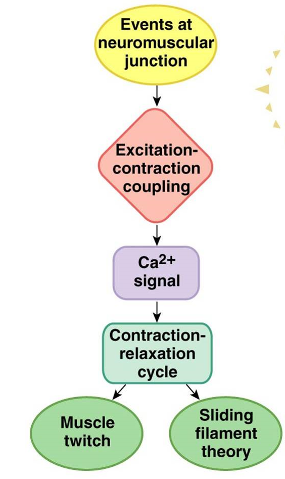 <ol><li><p>Event at neuromuscular junction</p></li><li><p>Excitation-contraction coupling</p></li><li><p>Ca2+ signal</p></li><li><p>Contraction-relaxation cycle</p></li><li><p>Muscle twitch &amp; sliding filament theory</p></li></ol>