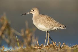 <p>very loud, probe for crabs, nest on ground, territorial</p>