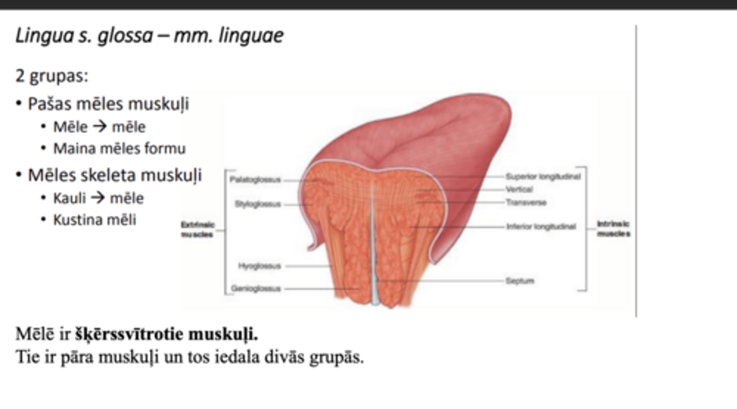 <p>šķērssvītroti 2 grupas pa pāriem</p><p>1) pašas mēles</p><p>2) mēles skeleta m</p>