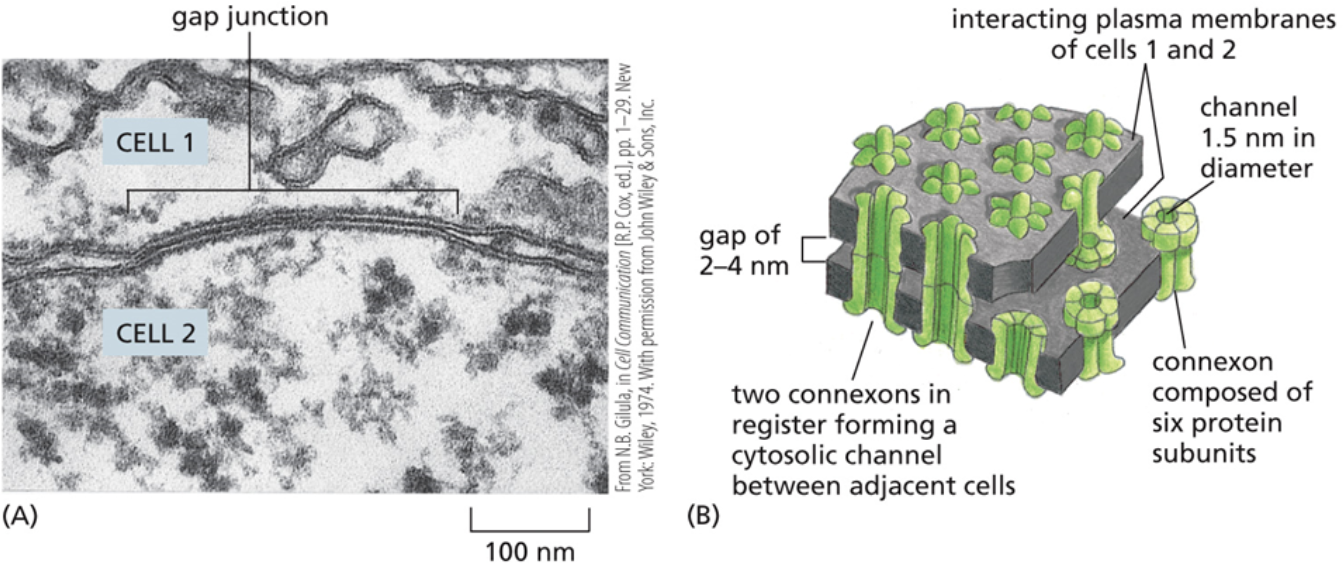 <ul><li><p><span style="background-color: transparent;"><span>A junction that allows solutes and water to move directly between cells</span></span></p></li><li><p>The largest junction, there is the most space between two cells</p></li><li><p><span style="background-color: transparent;"><span>They essentially make a tube that goes from one cell to another. Water and solutes that pass through gap junctions never come into contact with the other cells extracellular matrix</span></span></p></li></ul><p></p>