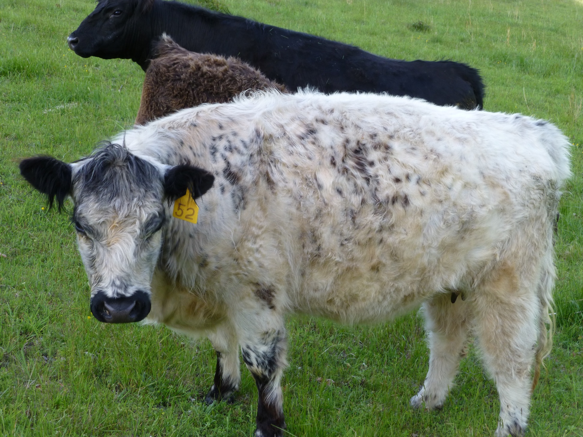<p>black, red or dun, long wavy hair, hardy, easy fleshing, overall good cows</p>